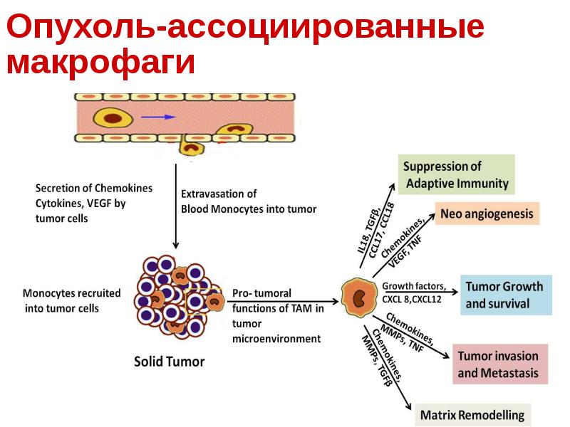 Противоопухолевый иммунитет презентация