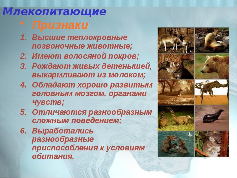 Три примера животных млекопитающих. Млекопитающие животные. Теплокровные животные. Признаки класса млекопитающих. Презентация звери млекопитающие.