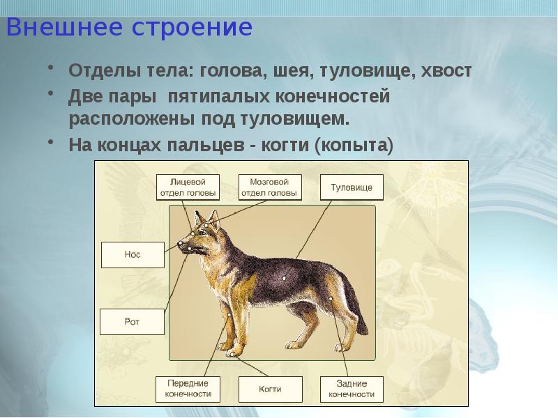 Описание животного по плану 5 класс биология