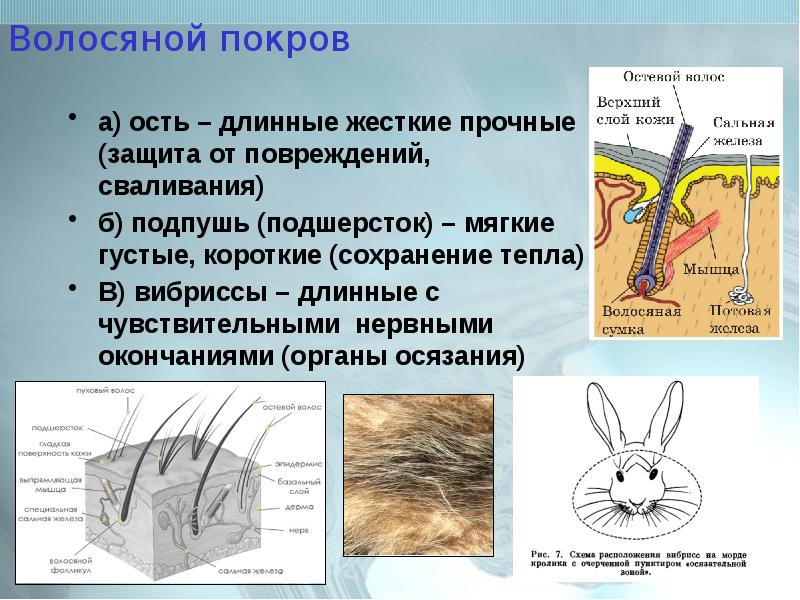 Класс млекопитающие внешнее строение 7 класс презентация