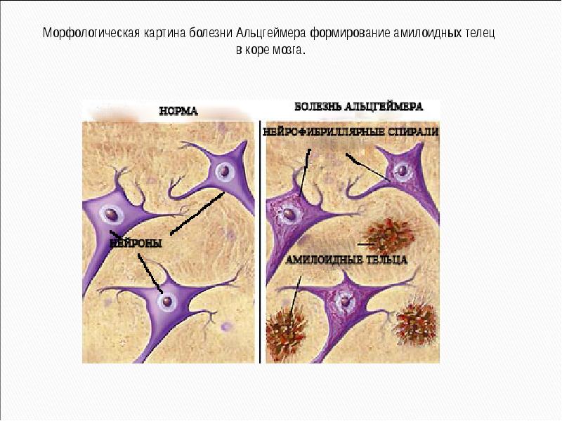 Собака жившая морфологический