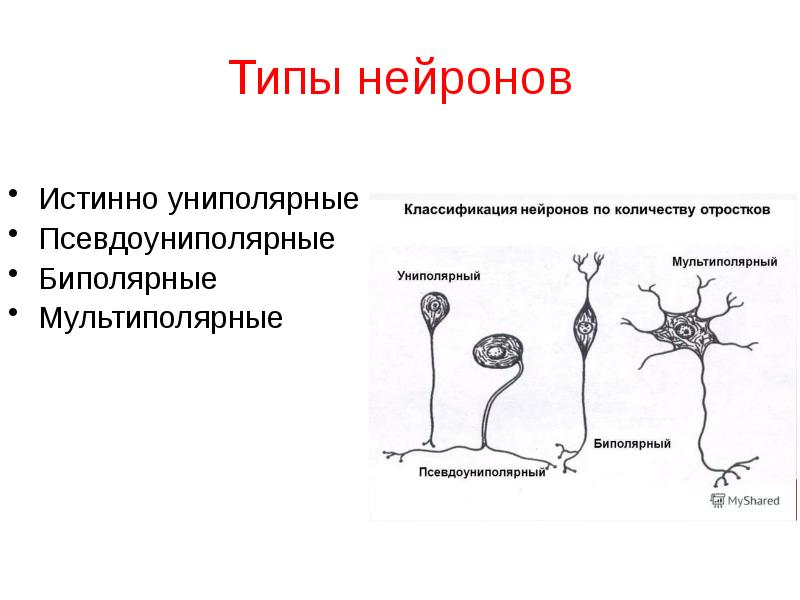 Виды нейронов рисунок