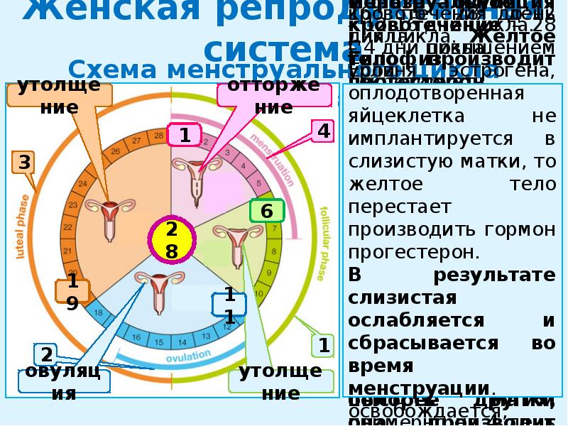 Тест репродуктивная система 8 класс