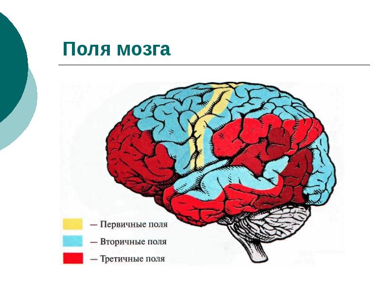 Высшие психические функции картинки