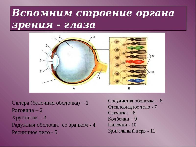 Гигиена зрения 8 класс презентация