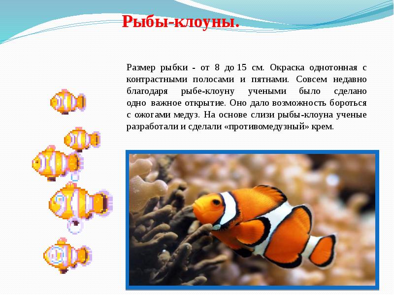 Презентация аквариумные рыбки. Рыба клоун почему так называется. Рыба клоун сом. Классификация рыбы клоуна. Рыба клоун доклад.