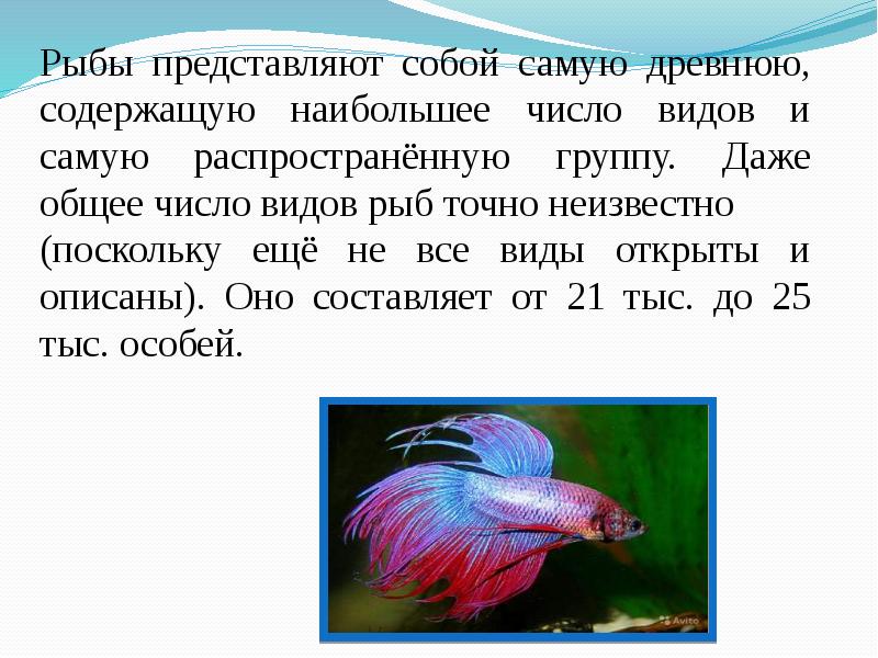 Обитатели аквариума 5 класс. Слайд рыбы аквариум. Сообщение об аквариумных рыбках. Сообщение про аквариумных рыбок 7 класс.