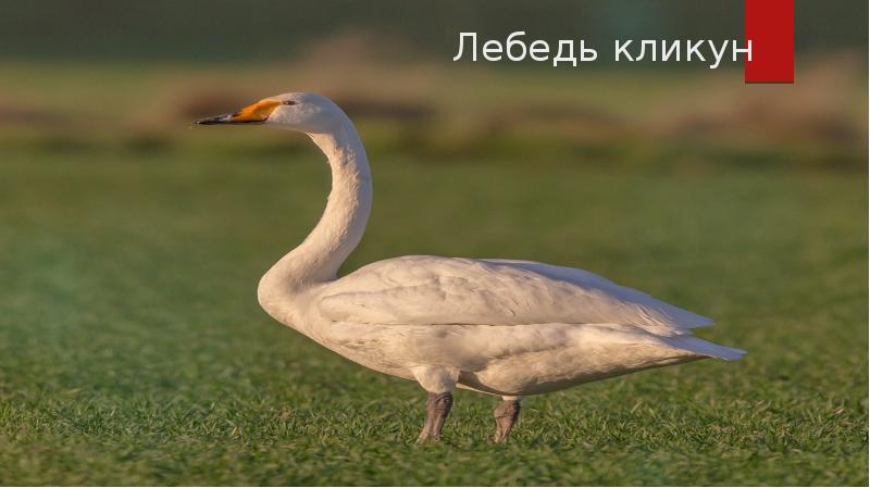 Лебедь род