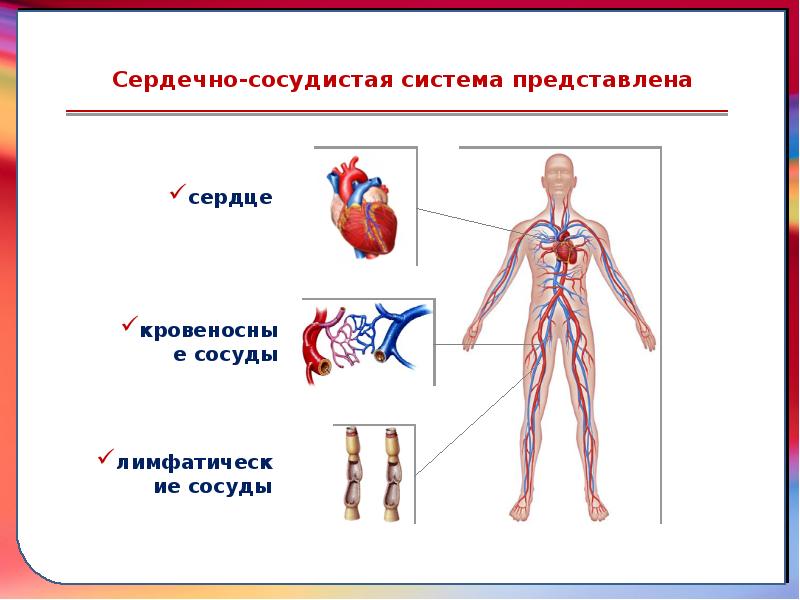 Презентация по теме сердечно сосудистая система