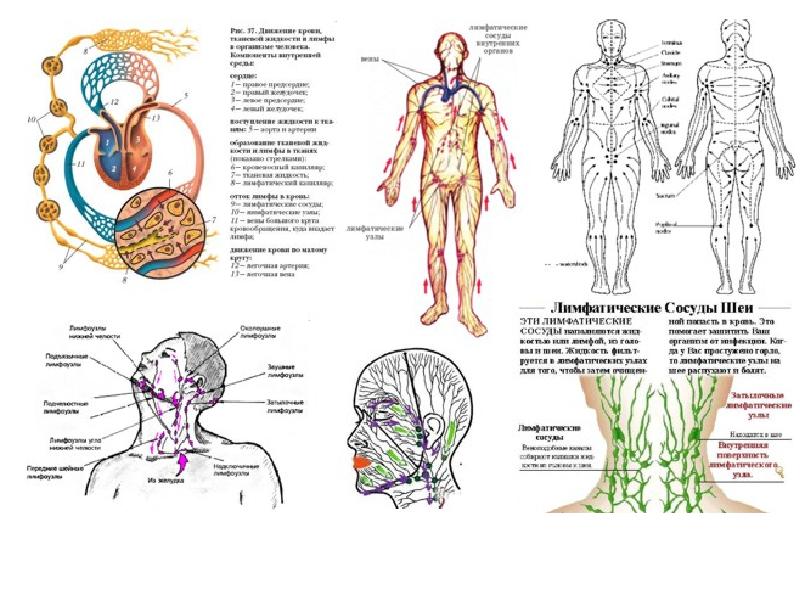 Движение лимфы на лице человека схема