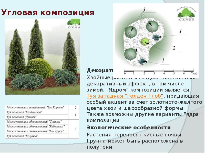 Схема посадки древесно кустарниковых растений