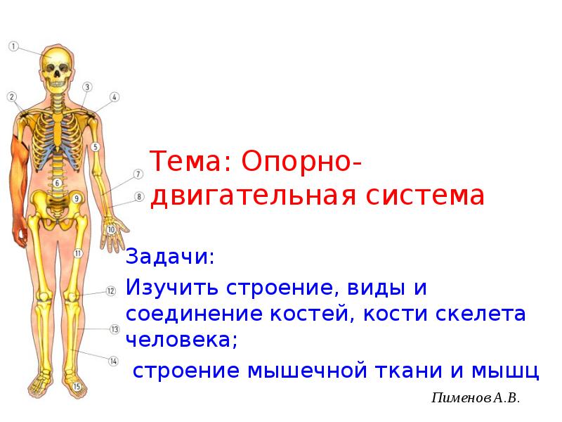 Обобщение по теме опорно двигательная система