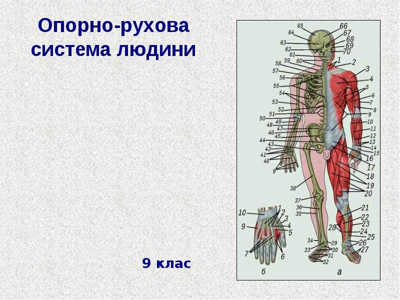 Опорно рухова система. Опорно руховий апарат людини. Опорно рухова система людини 8 клас. Опорно рухова хірургія..