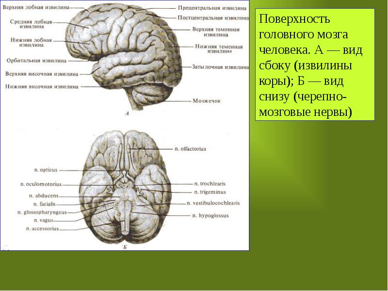 Извилины брюс. Промежуточный мозг вид снизу. Головной мозг промежуточный мозг извилина. Части нижней лобной извилины. Верхняя лобная извилина.
