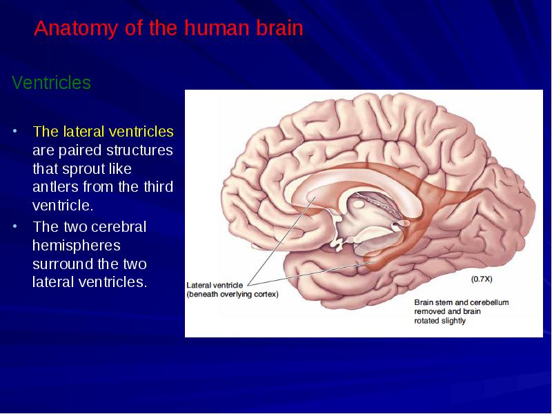 Anatomy of the human brain
