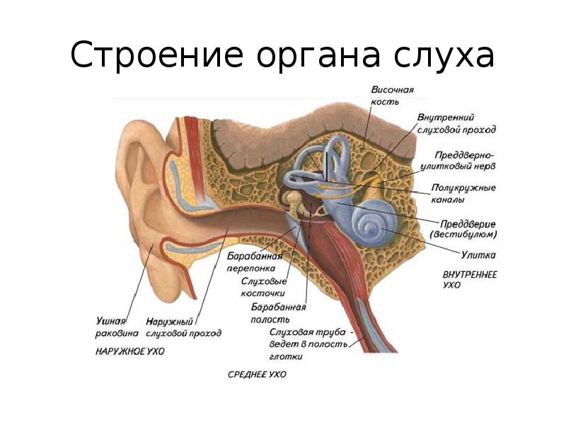 Схема органа слуха человека