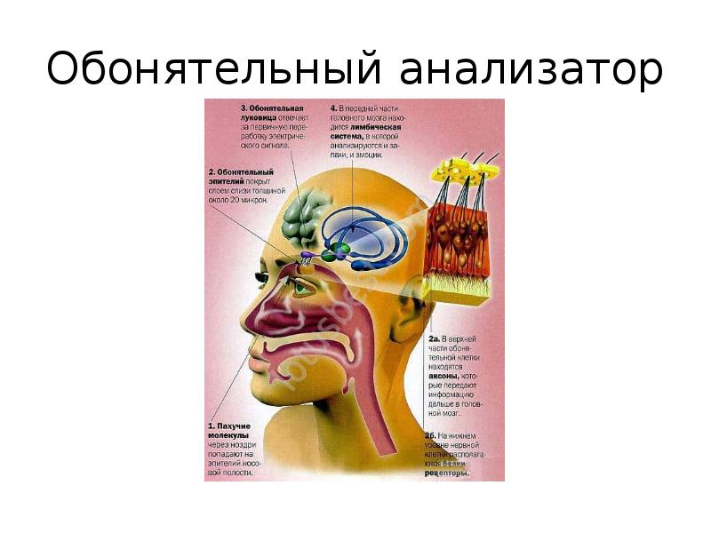 Обонятельный анализатор презентация