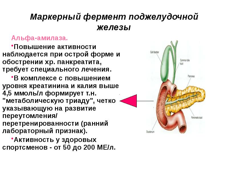 Амилаза фермент поджелудочной железы. Индикаторные ферменты поджелудочной железы. Основной фермент поджелудочной железы. Маркеры повреждения поджелудочной железы. Поджелудочная железа вырабатывает ферменты.