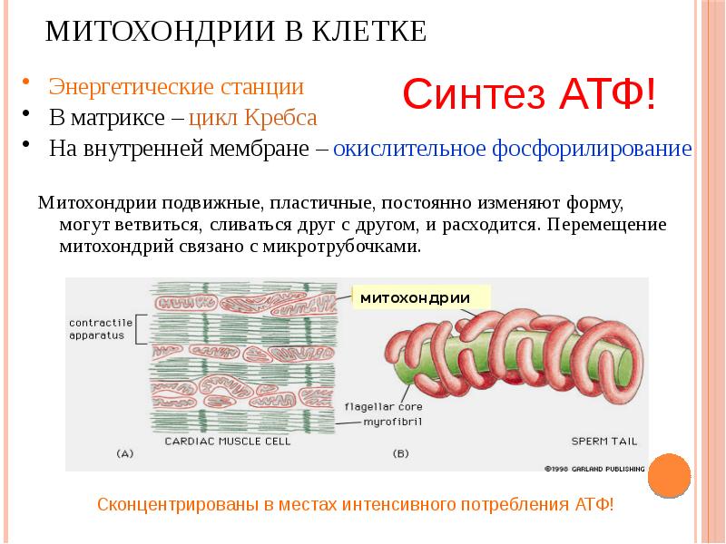 Синтез митохондрий