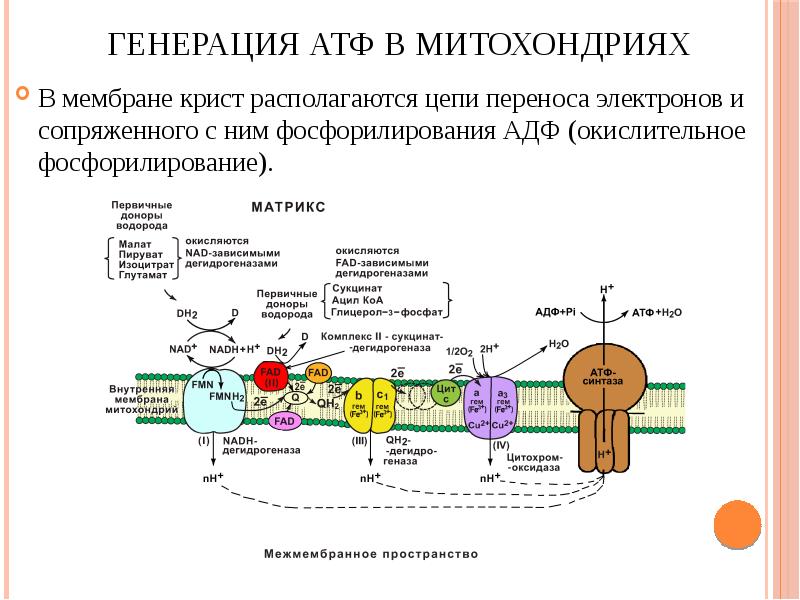 Синтез атф рисунок. Образование АТФ В митохондриях.