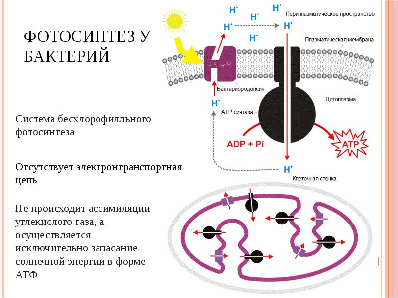 Складки мембраны. Фотосинтез у бактерий.