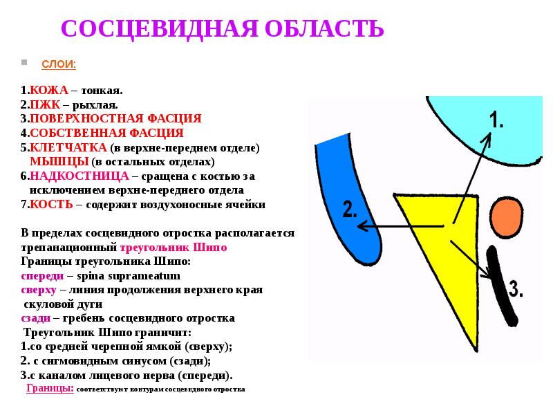 Трепанационный треугольник шипо схема