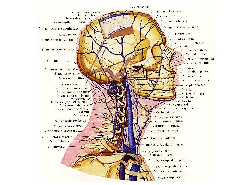 Артерии и вены головы и шеи схема
