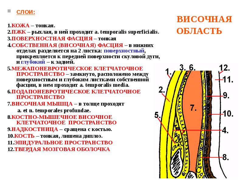 Височная область рисунок