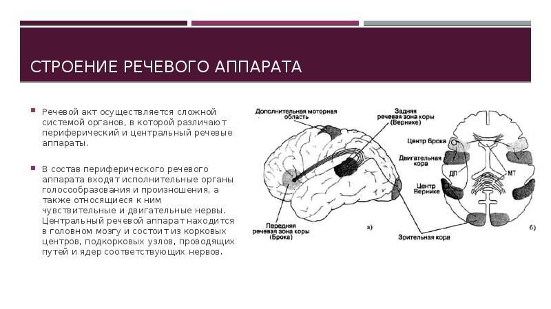 Дефект речевого аппарата. Центральный отдел речевого аппарата. Нервы в Центральном речевом аппарате.