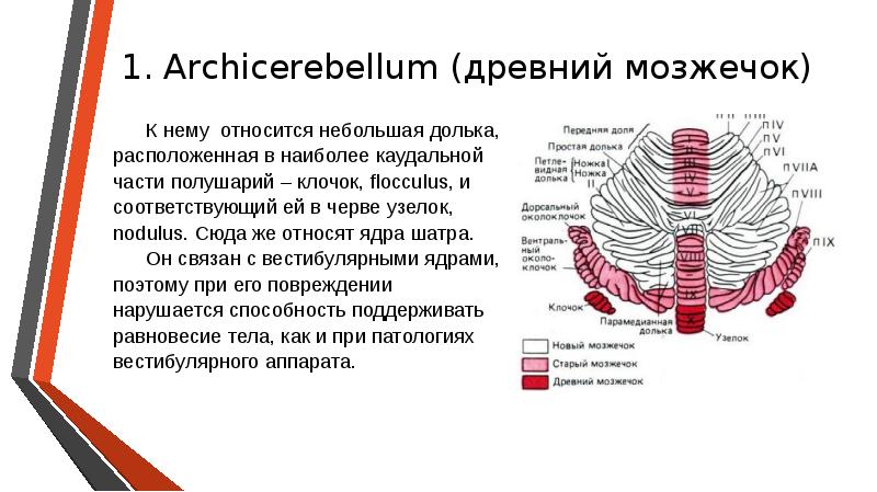 Функции мозжечка презентация