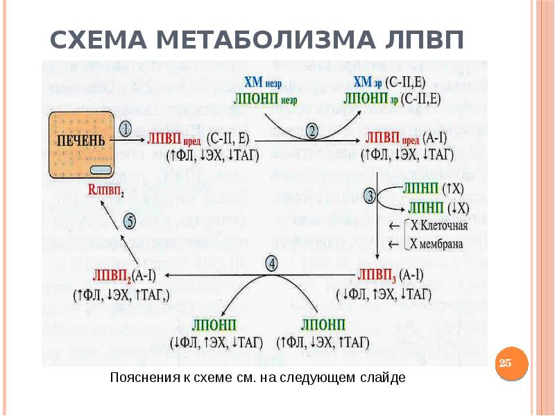 Схема обмена липопротеинов