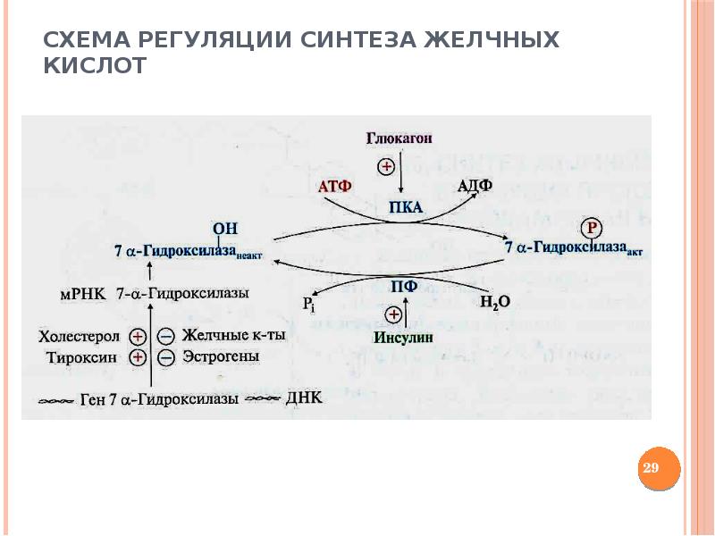 Схема энтерогепатической циркуляции желчных кислот биохимия