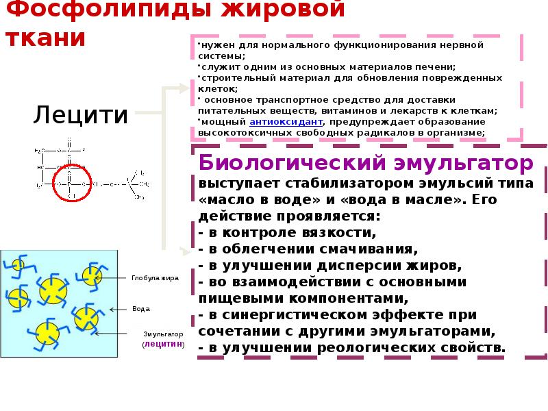 Презентация на тему жировая ткань