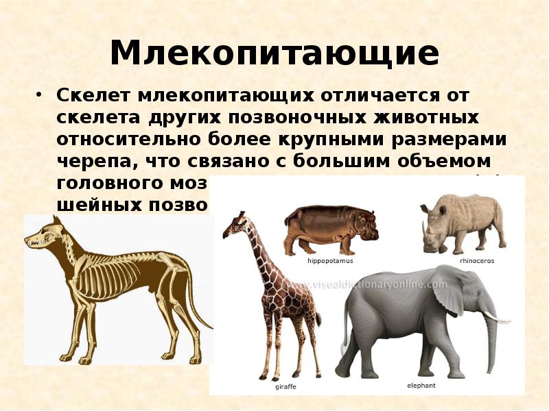 Самостоятельная работа класс млекопитающие. Скелет млекопитающих. Класс млекопитающие. Отличия млекопитающих. Общая характеристика млекопитающих.