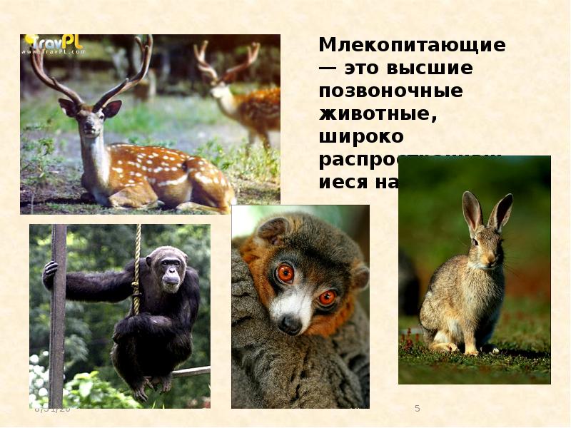 Поведение млекопитающих 8 класс презентация. Высшие млекопитающие. Класс млекопитающие. Млекопитающие животные общая характеристика. Композиция с млекопитающими.