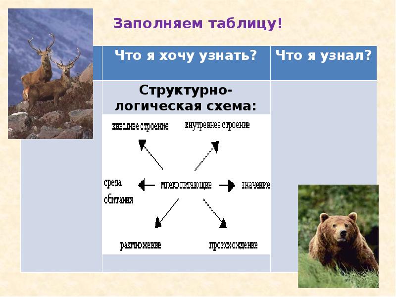 Общая характеристика класса млекопитающие внешнее строение презентация