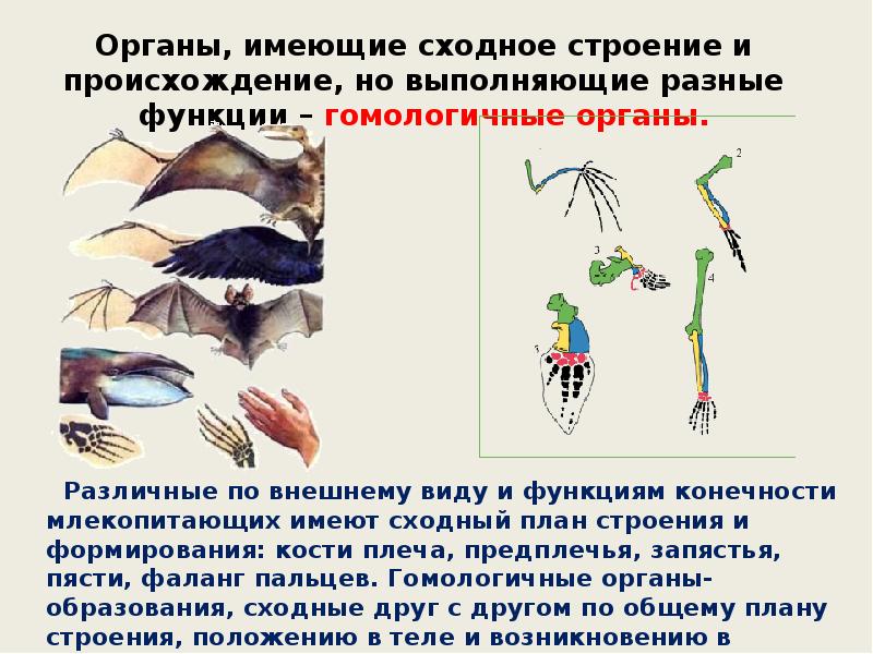 Органы доказывающие. Доказательства эволюции животных. Органы имеющие сходное строение. Доказательства эволюции животных биология 7 класс. Аналогичные и гомологичные органы таблица.