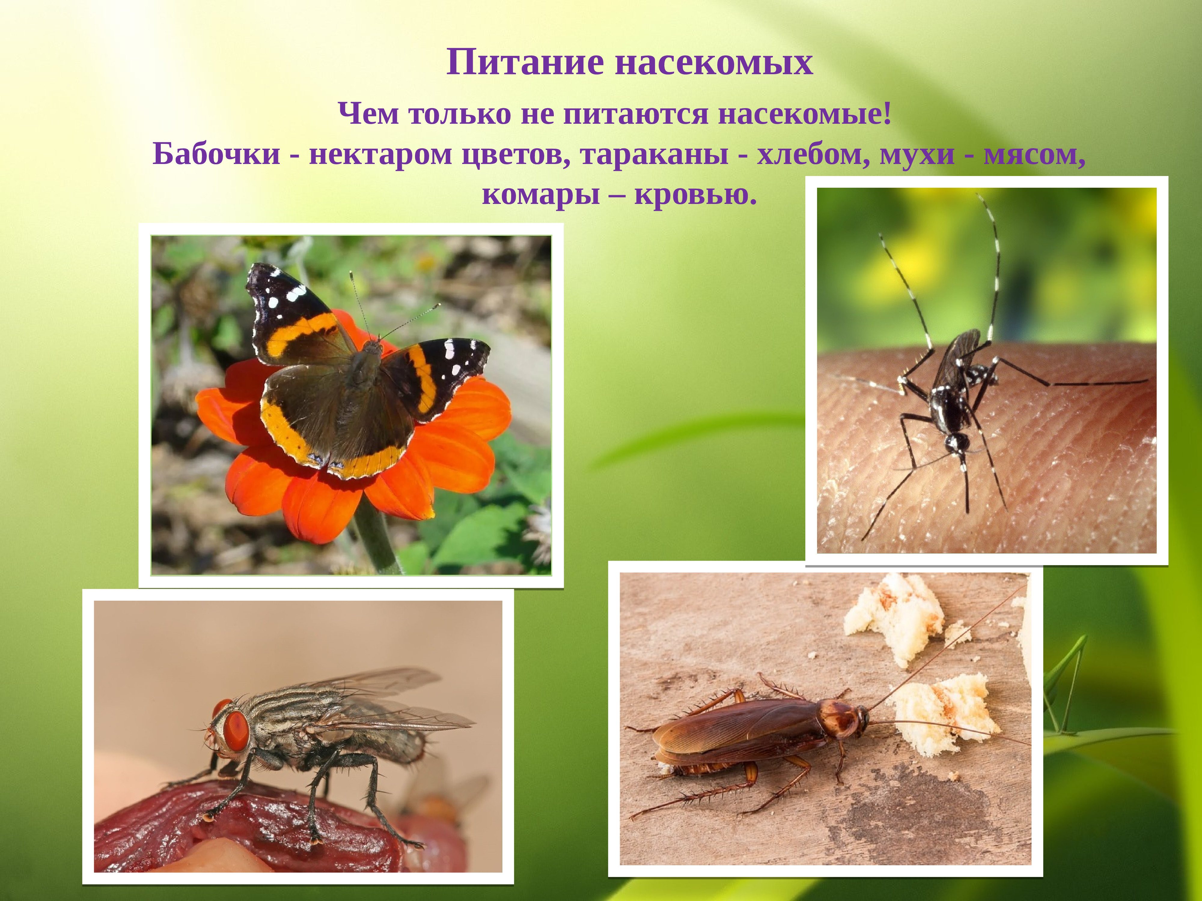 Насекомые конспект по окружающему миру. Разнообразие насекомых. Насекомые окружающий мир. Насекомые с описанием. Насекомые картинки.