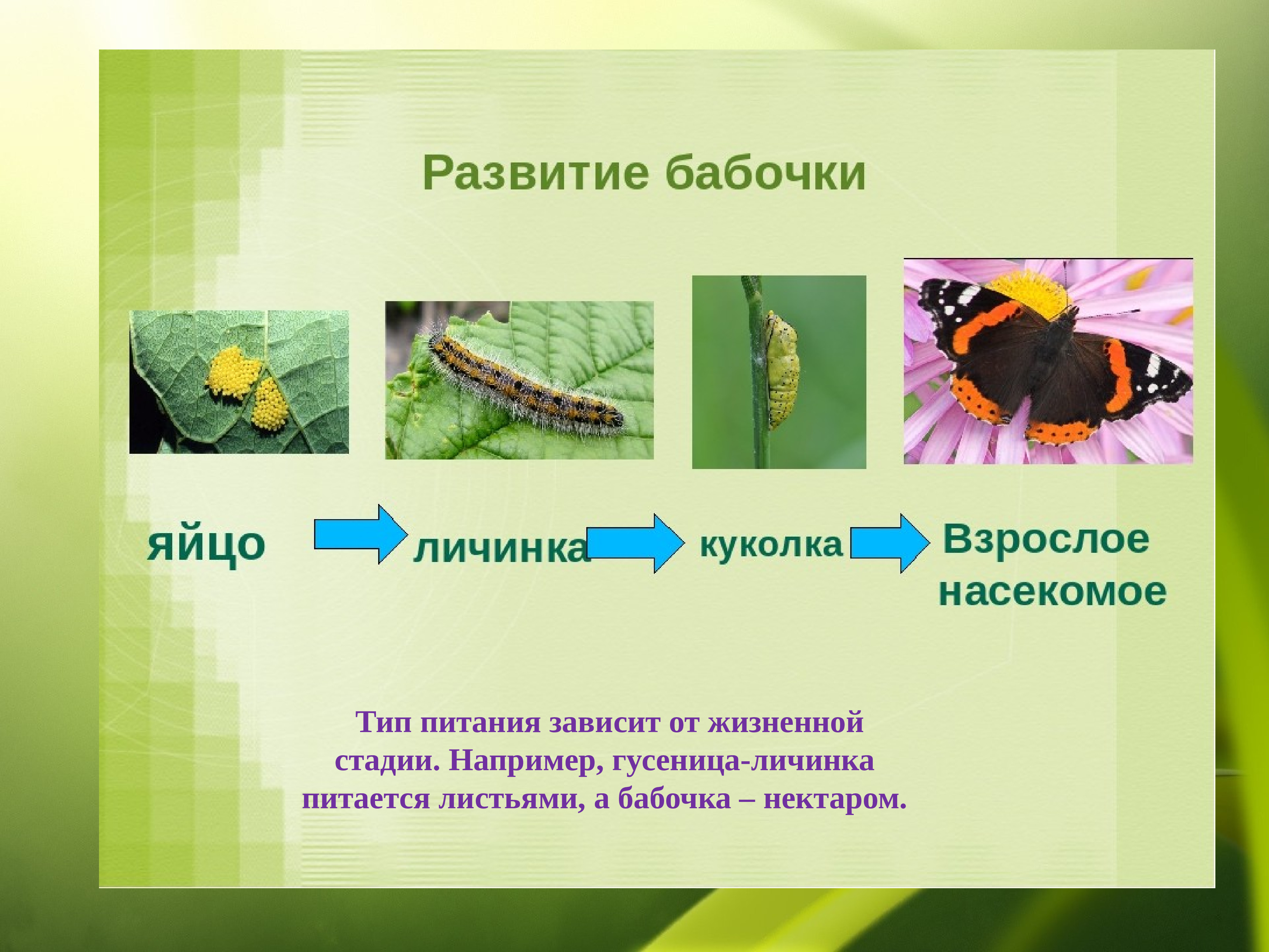 Развитие бабочки схема. Жизненный цикл бабочки капустницы. Капустница бабочка гусеница цикл. Размножение и развитие бабочки крапивницы. Бабочка капустница этапы развития.