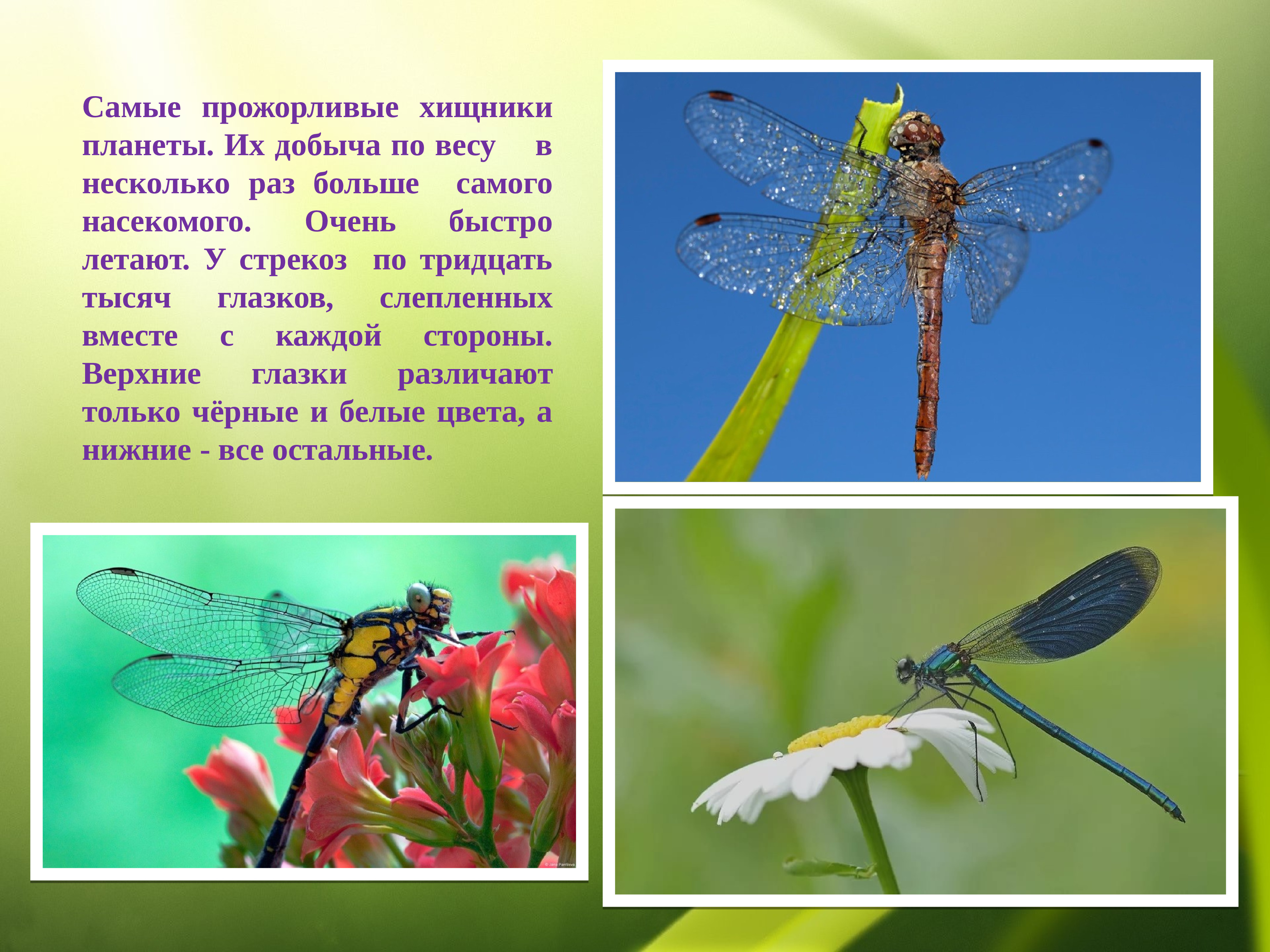 Жизнь насекомых весной. Насекомые слайд. Класс насекомые. Насекомые понятие. Презентация мир насекомых.
