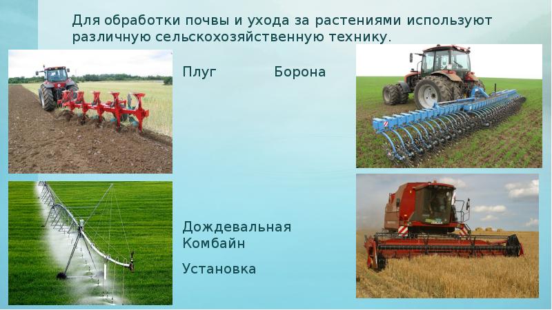 Сельскохозяйственные технологии 5 класс. Проект по растени водству 5 класс технология.