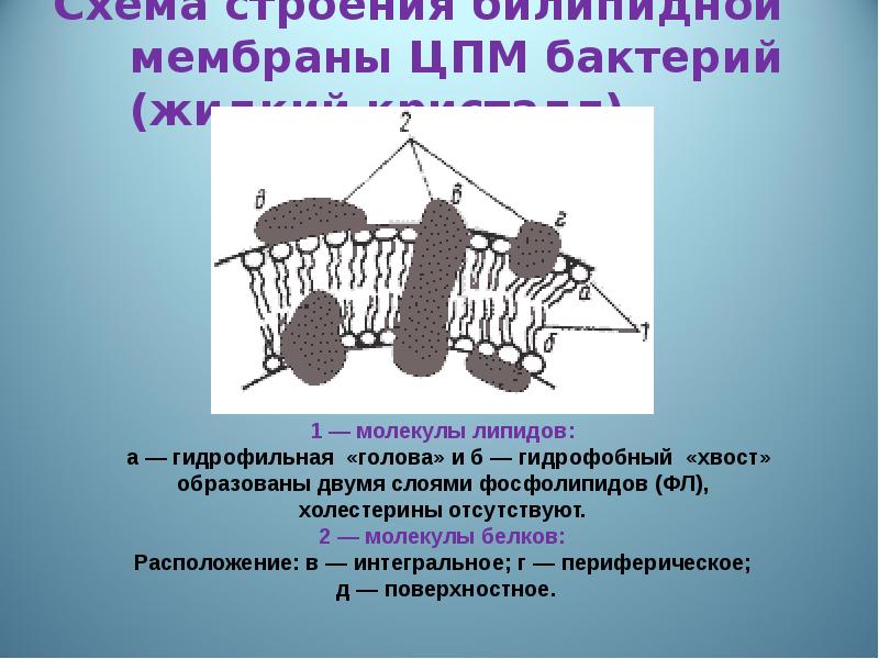 Цитоплазматическая наследственность презентация