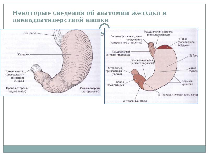 Оптика для диагностики желудка 8 букв. Желудок анатомия угловая вырезка. Заболевания пищевода лучевая диагностика. Желудок наиболее широкая. Лучевая анатомия желудка у детей.