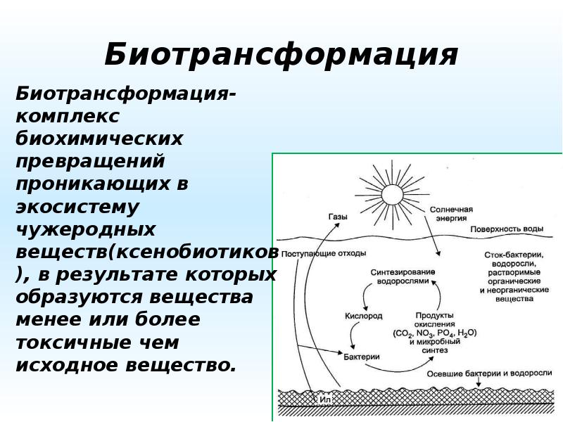 Ксенобиотики биохимия презентация