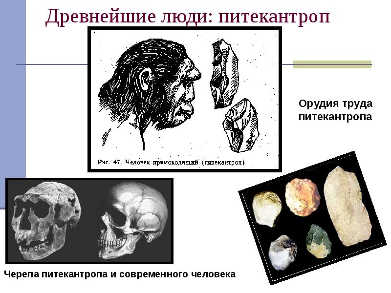 Презентация антропогенез қазақша