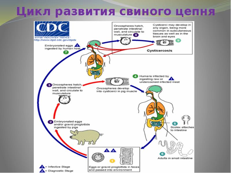 Свиной цепень жизненный