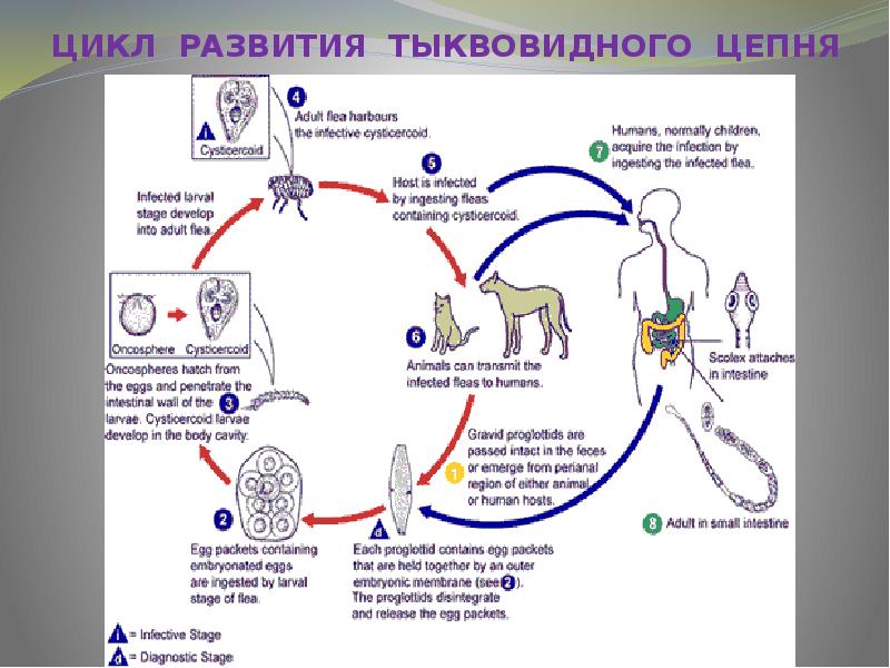 Цикл развития жизни