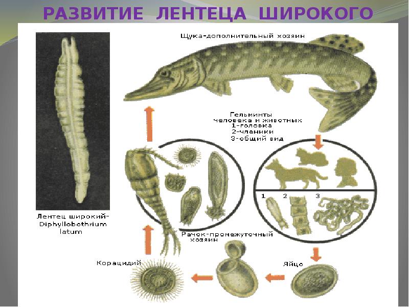 Черви разновидности фото с названиями