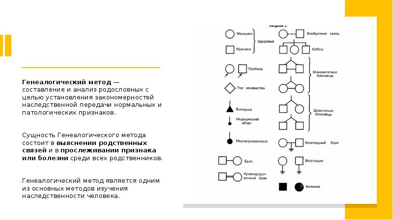 Презентация генеалогический метод исследования