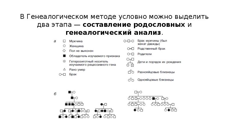 Характеристика генеалогического метода